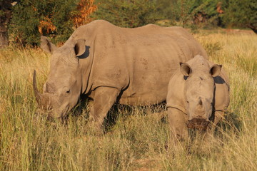 Obraz premium Pictures Taken in Pilannesberg