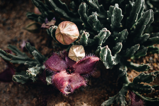 "Stapelia Grandiflora" Bilder – Durchsuchen 104 Archivfotos ...