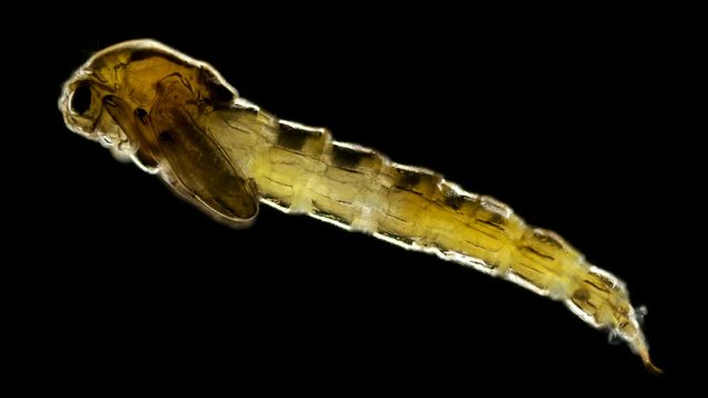 mosquito larvae under a microscope, at the stage of the pupa or nympha, does not eat anything and just swims in water 4K