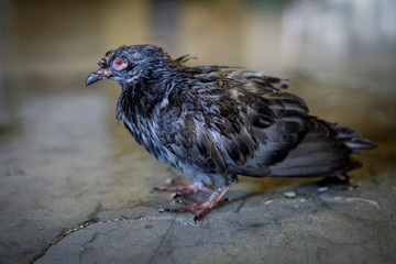 pigeon sitting on fence
