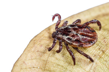 The mite sits on a dry leaf, dangerous parasite and a carrier of infections
