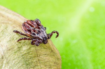 The mite sits on a dry leaf, dangerous parasite and a carrier of infections