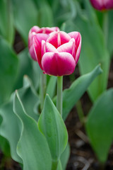 Synaeda Blue Triumph Tulip