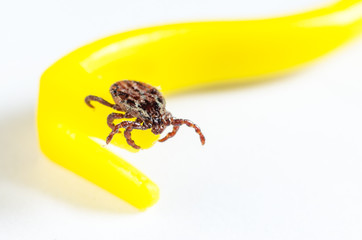 Mite crawls on yellow tweezers to remove ticks on a white background