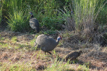 Pictures Taken in Pilannesberg