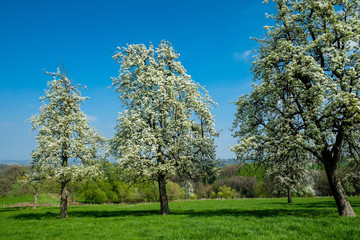 Blühende Bäume auf einer Streuobstwiese