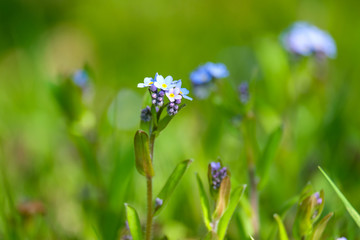 Close-up Vergissmeinnicht