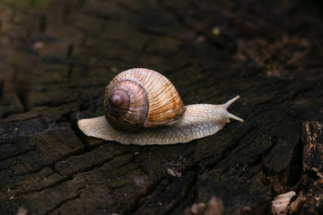 Snail crawling on snag. Close-up of seashells on a brown stump in the forest. Wild nature.