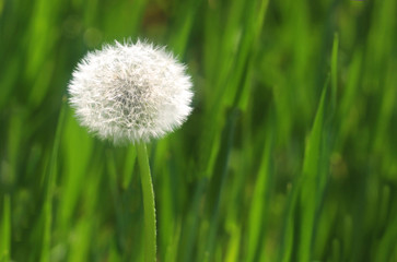 dandelion blowball in front of a green field