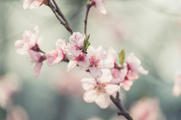 Fototapeta na wymiar Pfirsichblüten