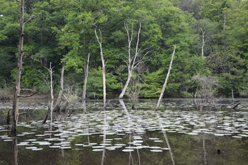 La Chapelle-sur-Erdre - La vallée du Gesvres