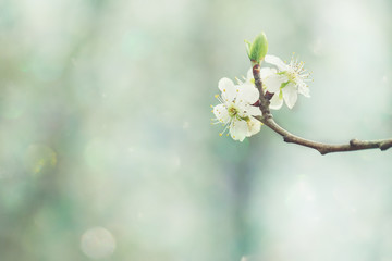 Pflaumenblüte