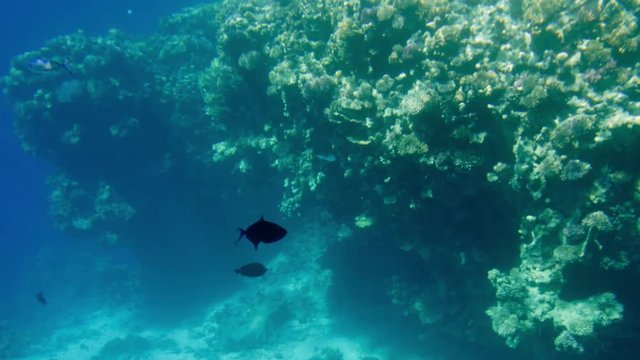 4k video of beautiful seascape of coral reef in REd sea. Ocean underwater life. Amazing tranquil background
