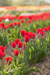tulips field agriculture holland