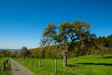 Weg durch Streuobstwiesen im Frühling