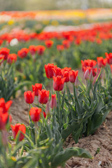 tulips field agriculture holland