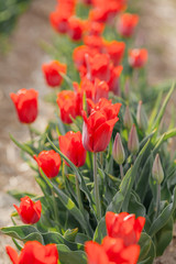 tulips field agriculture holland