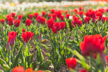 tulips field agriculture holland