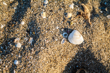 Regular shaped seashells on the sand beach