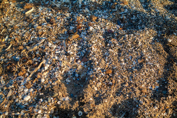 Regular shaped seashells on the sand beach