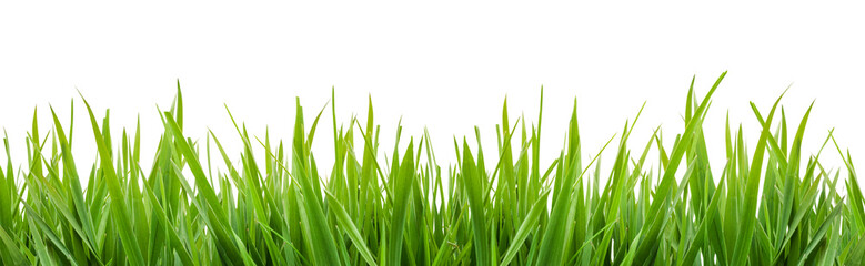 green grass isolated