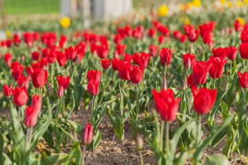 tulips field agriculture holland