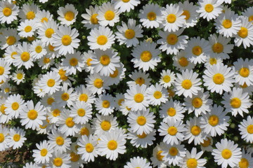 Daisy flower garden full bloom plant