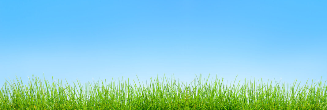 spring green grass  background over sky