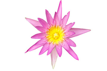 pink lotus isolated on white background