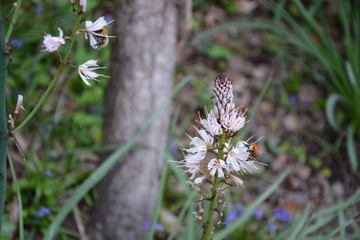 Bourdons qui butinent