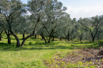 open land landscapes