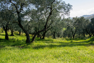 open land landscapes