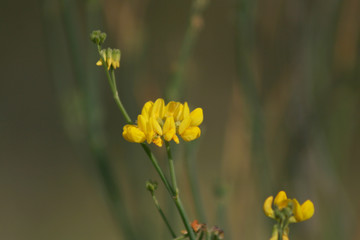 FABACEAE YELLOW FLOWER 2