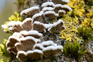 mushrooms on a tree
