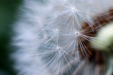 Close up of dandelion and seeds on black background