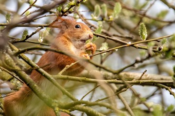 squirrel on tree
