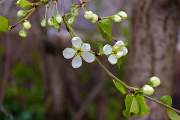 Sprig of cherry with a blossoming flower