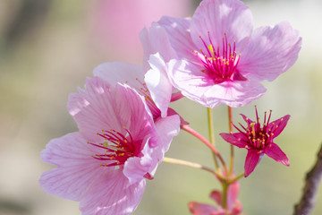 Fototapeta na wymiar pink cherry flover blossom