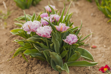 tulips field agriculture holland