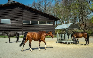 Fotobehang Feeding horses. Thoroughbred horses in corral eating hay from a metal hay bale feeder. © GenоМ.