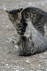 Spielende Katenjunge 