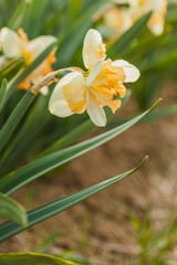 tulips field agriculture holland