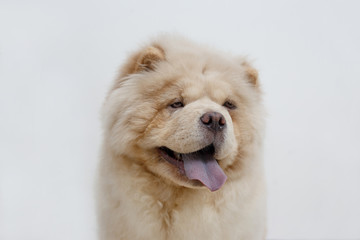 Cute chow chow puppy with lolling tongue. Isolated on a white background. Pet animals.