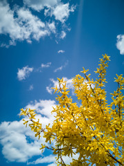 Blooming yellow bush on sky background. Forsythia. Cloudy, sunny day.