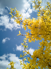 Blooming yellow bush on sky background. Forsythia. Cloudy, sunny day.