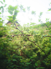 Shiny water drops on leaves and branches.