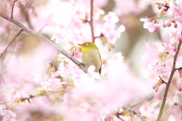 メジロと桜