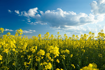 Naklejka premium Beautiful rapeseed flowers with dark blue sky with clouds