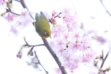 メジロと桜