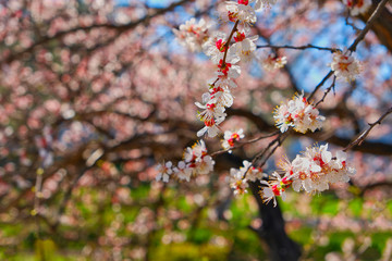 Orchard full of blosoming cherry trees with blooming cherry branches on foreground